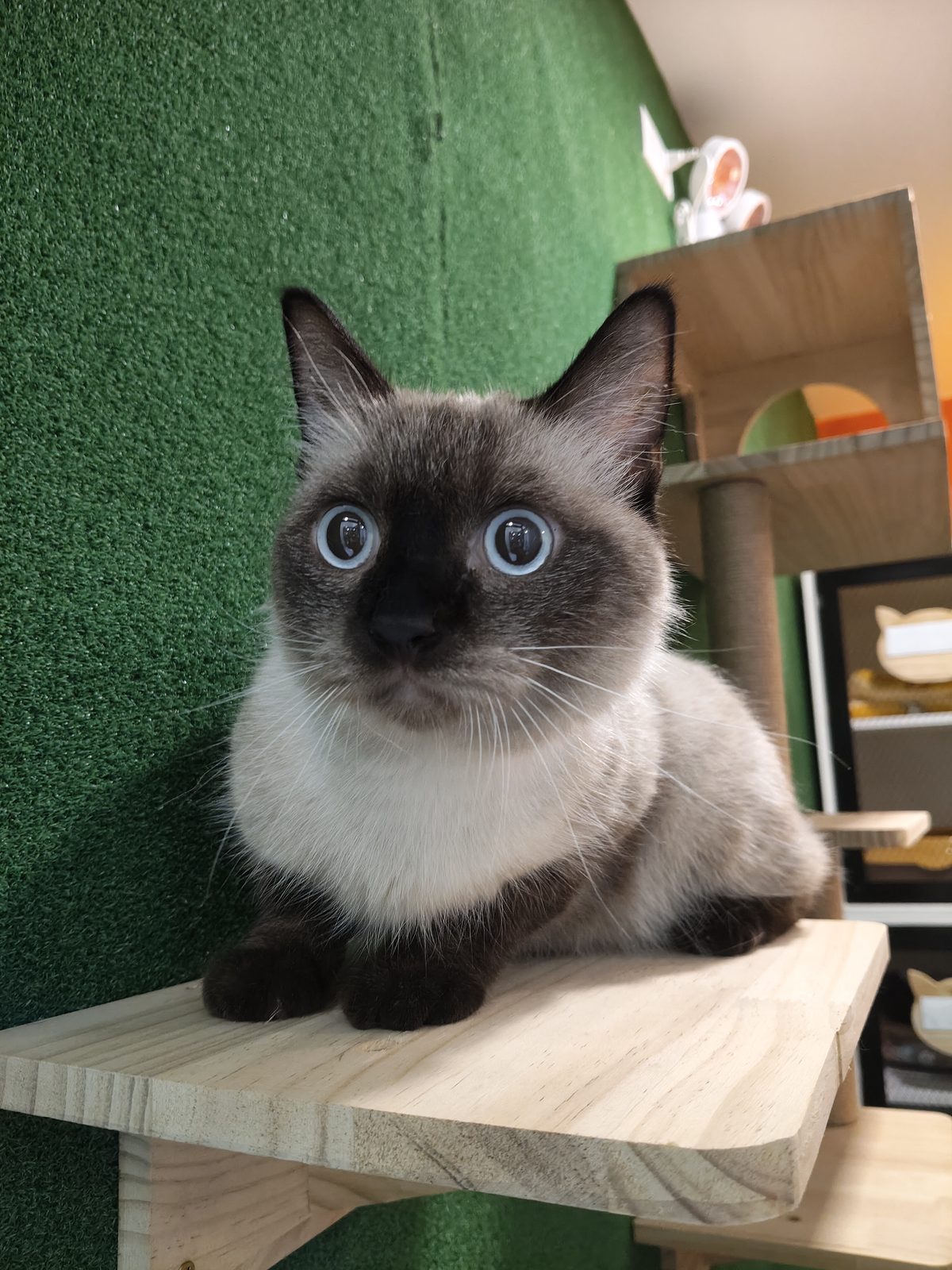 Cat boarding suite
