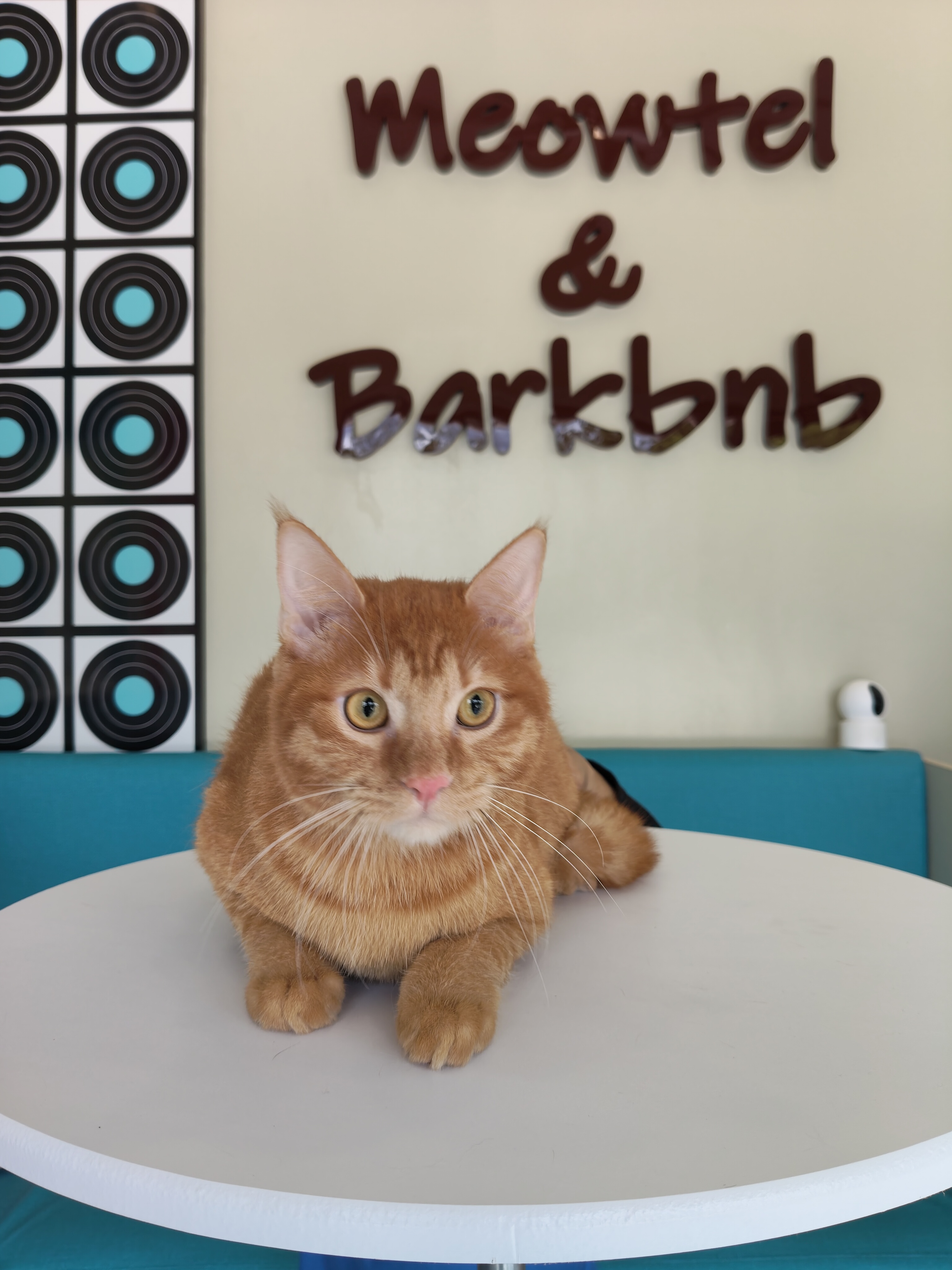 Staff caring for pets
