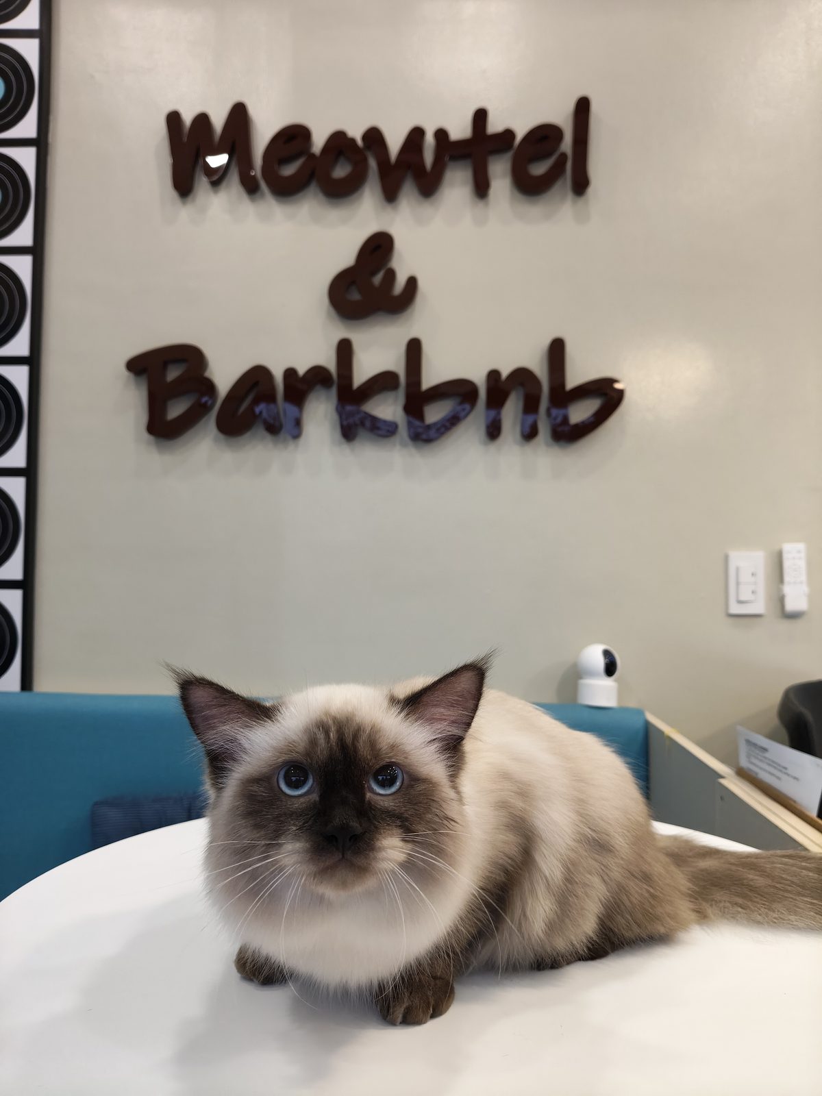 Cat guest with brand wall