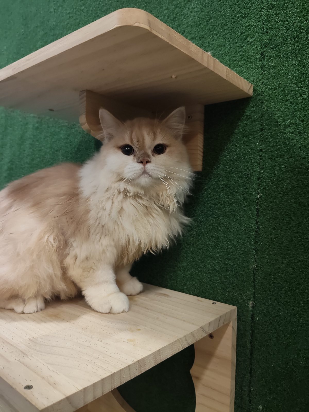 Cat on climbing perch