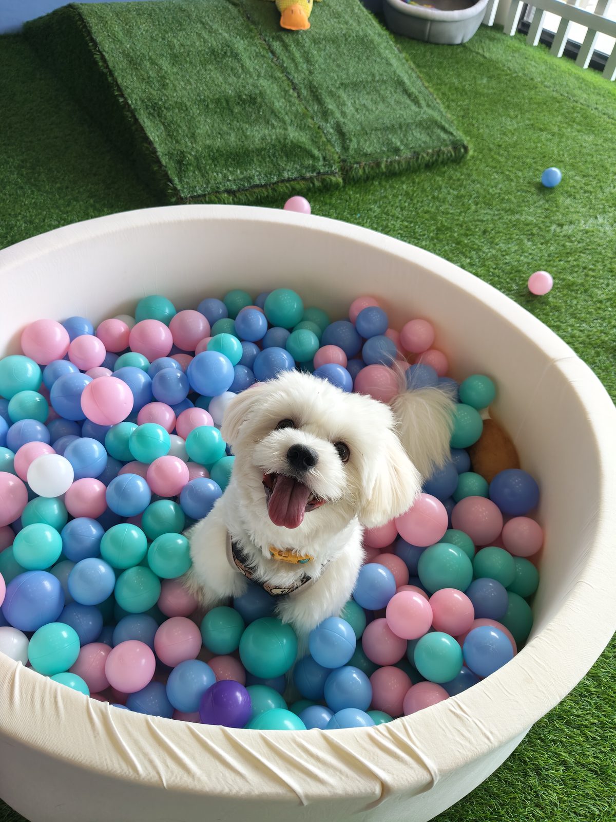 Happy guest at Meowtel & Barkbnb