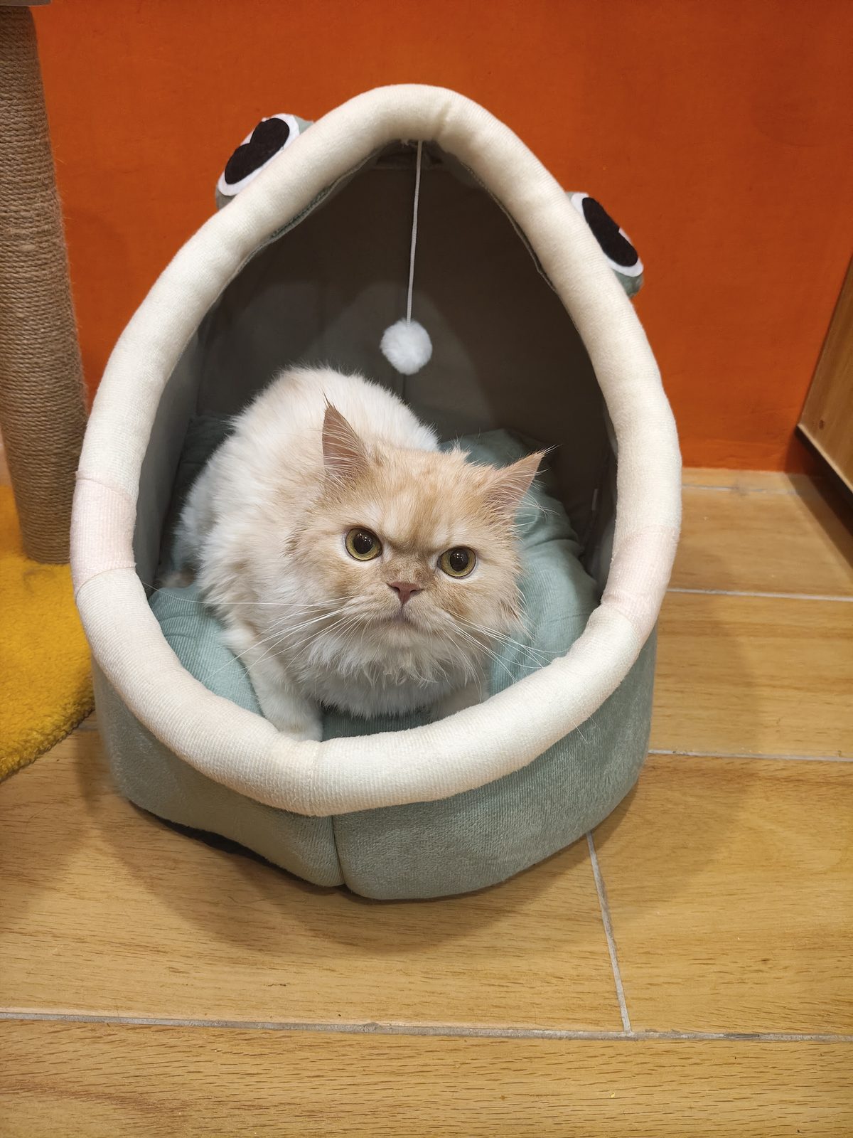 Cat in cozy bed
