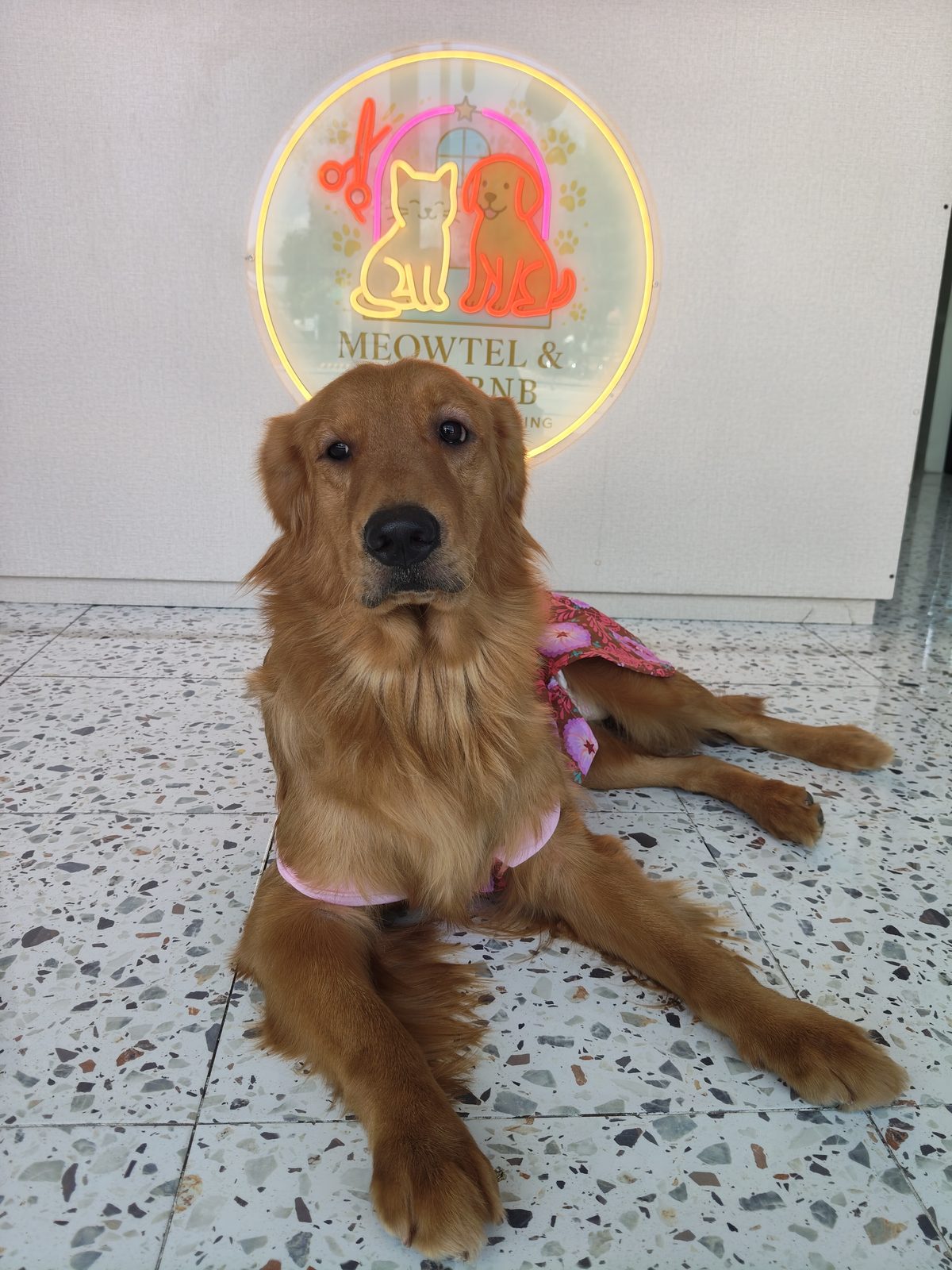 Dog with neon sign