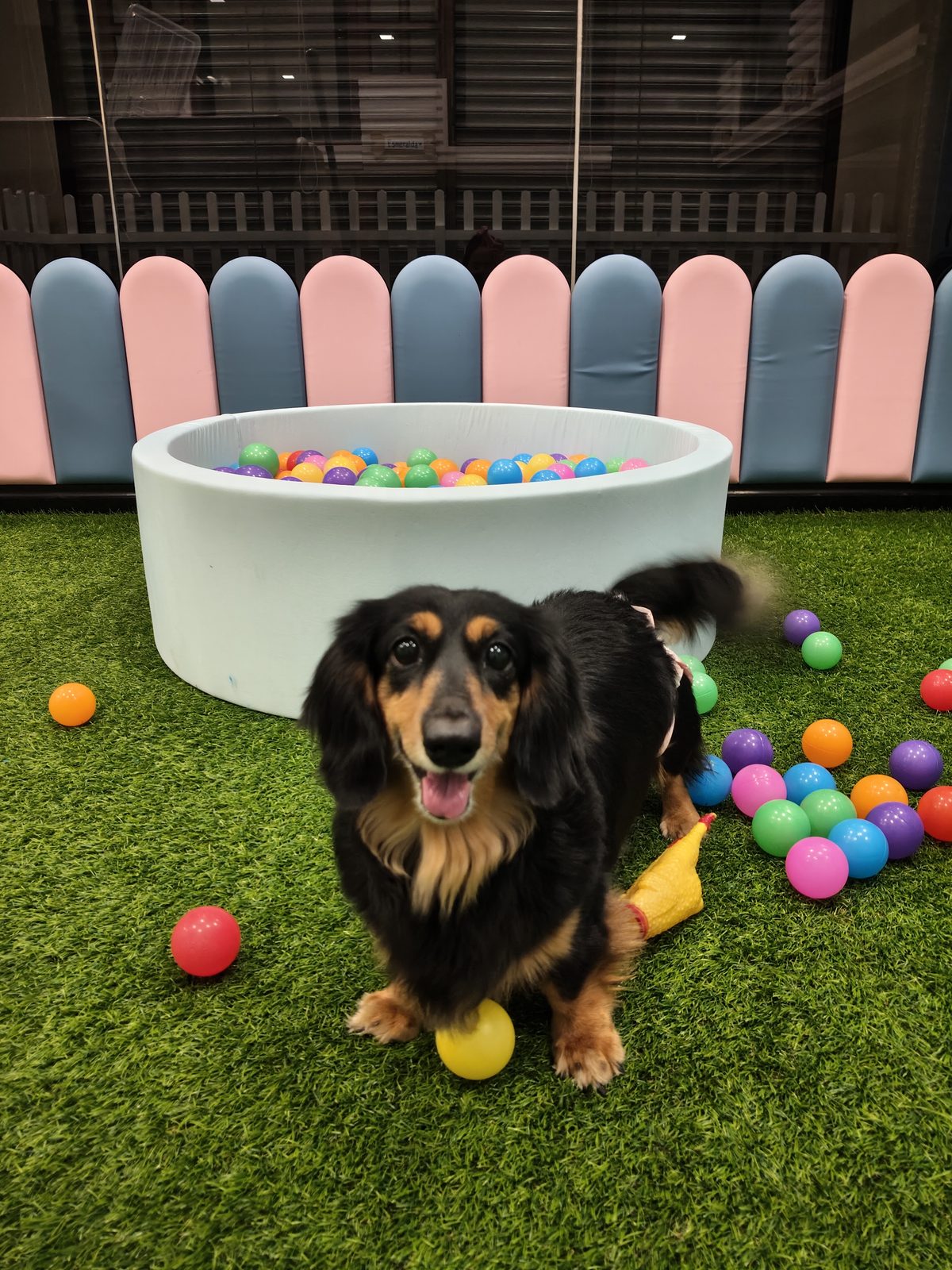 Dog in play yard