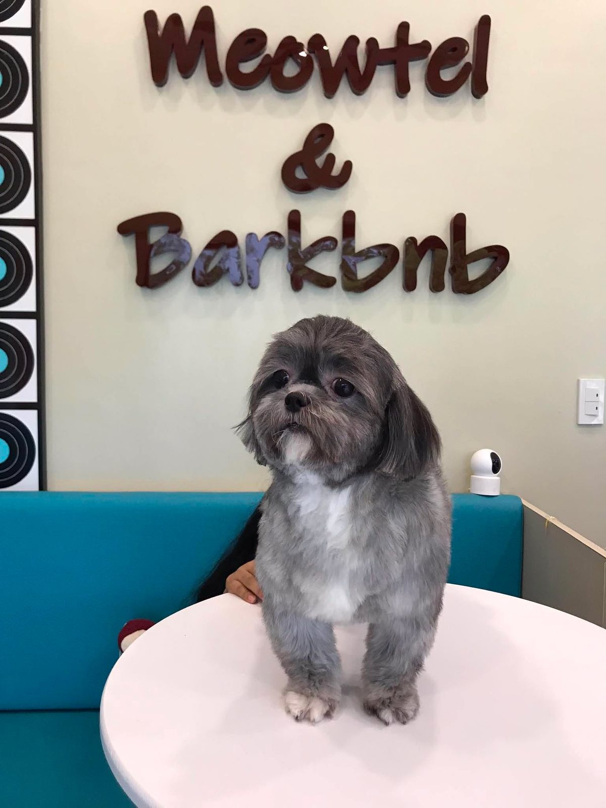 Groomed guest portrait