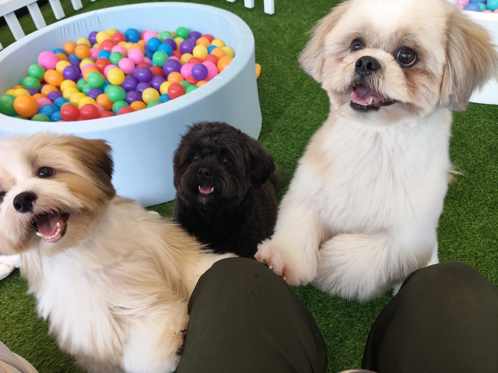 Friends at play