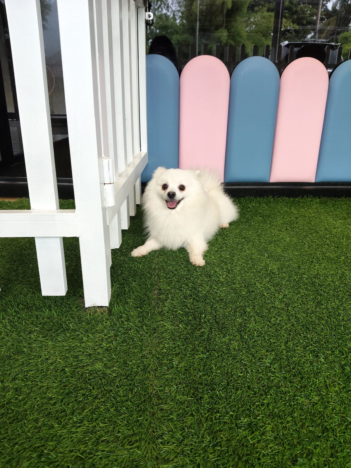 Fluffy guest on turf